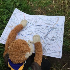 Monkey Phill looking at a map